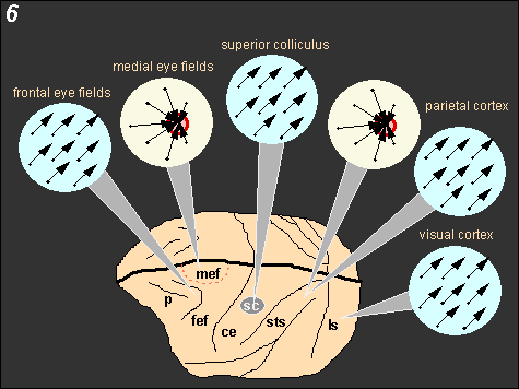 vector code vs. place code at six cortical areas