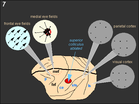 Saccades elicited after removal of superior colliculus