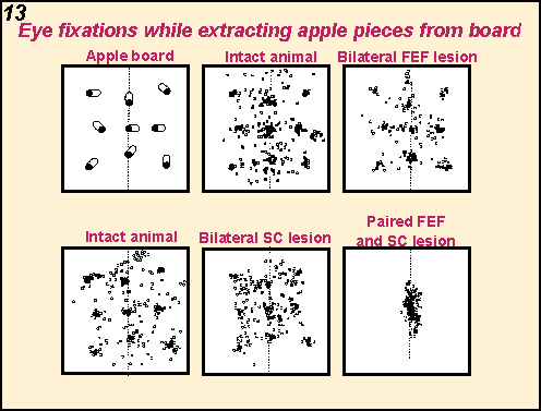 Eye fixations while extracting apple pieces from board