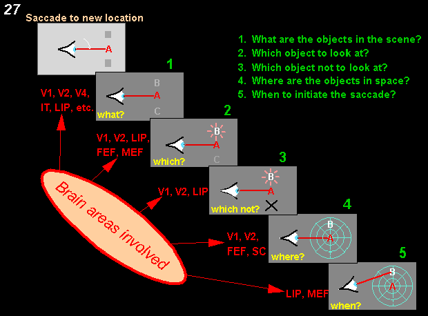 computations necessary for initiating visually guided saccades