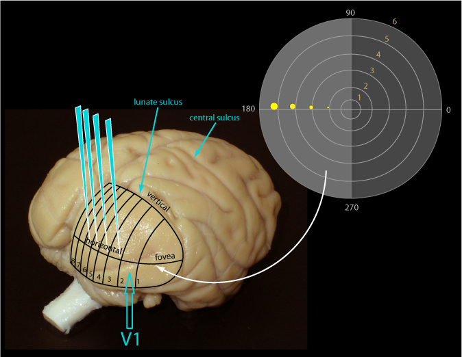 topography of visual field on area V1