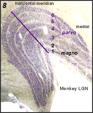 Monkey LGN slice