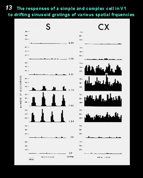 the responses of a simple and complex cell in V1 to drifting sinusoid gratings of various spatial frequencies