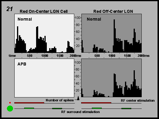 responses of red ON and OFF-center ganglion cells with and without APB administration