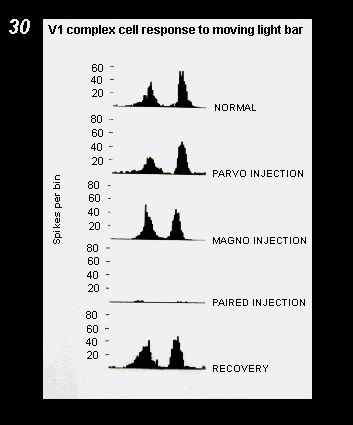 V1 complex cell response to moving light bar