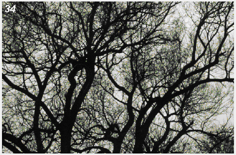 picture of tree branches