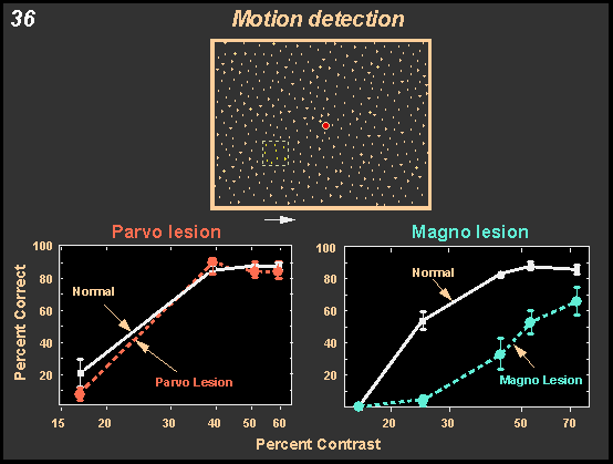 motion detection