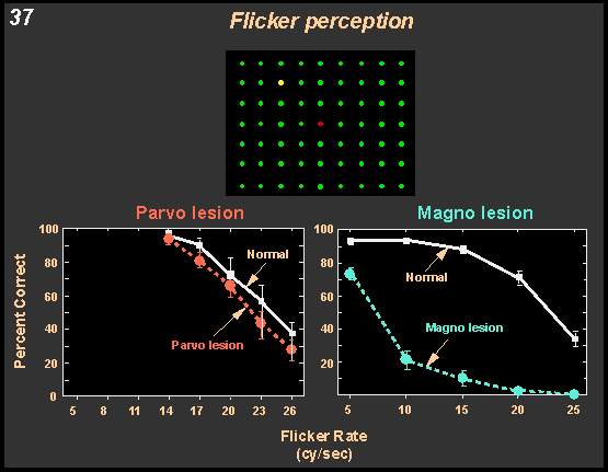 flicker perception