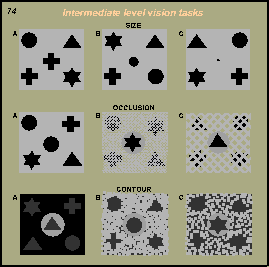 intermediate level vision tasks