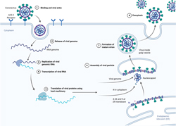 Coronavirus Binding and Assembly