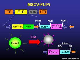 MSCV-FLIPi