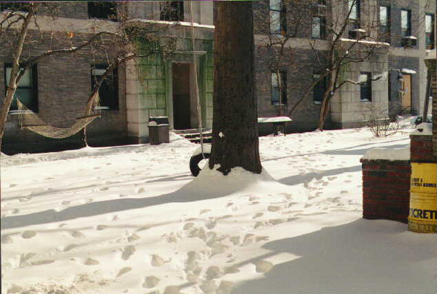 Senior House Courtyard in the snow, featuring our tire swing and hammock