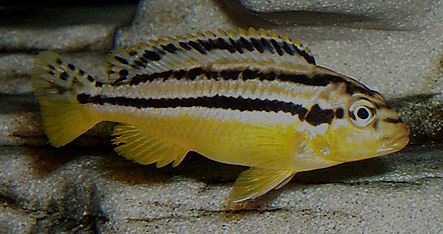 Melanochromis auratus