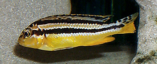 Melanochromis auratus