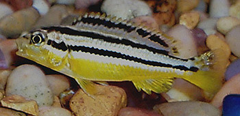 Melanochromis auratus