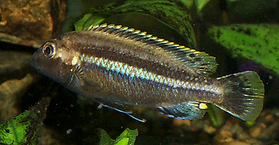 Melanochromis auratus