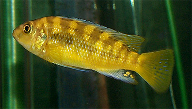 pale cichlid