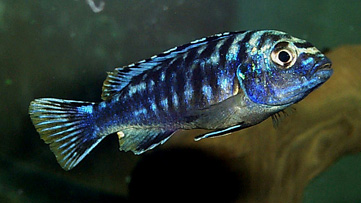 Melanochromis elastodema