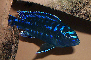 Melanochromis elastodema