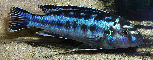 Melanochromis elastodema