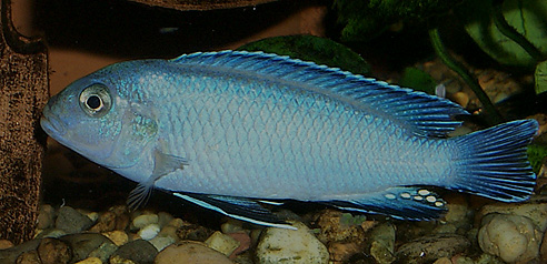 Pseudotropheus socolofi