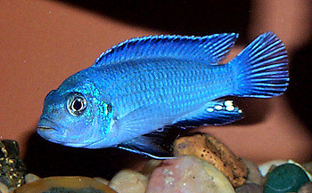 Pseudotropheus socolofi