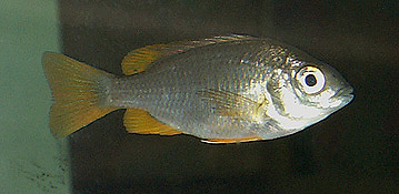 Copadichromis borleyi