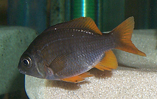 Copadichromis borleyi