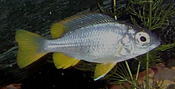 Copadichromis borleyi