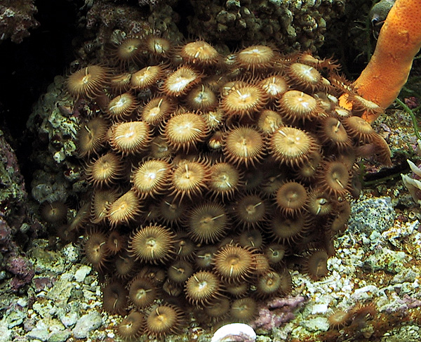 Button polyps