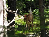 Acadia1345_PenobscotAscent