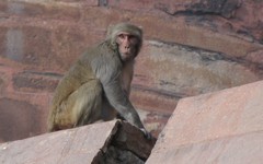 Agra690_AgraFort_MonkeysEtc