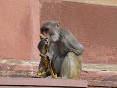 Agra693_AgraFort_MonkeysEtc