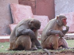 Agra708_AgraFort_MonkeysEtc