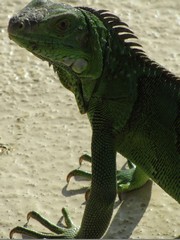 Honeymoon ResortsTheMill - Iguanas - Dec'10