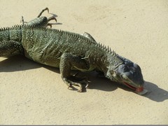 Honeymoon ResortsTheMill - Iguanas - Dec'10