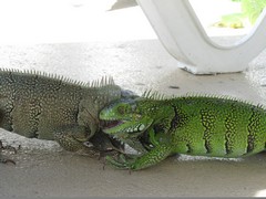 Honeymoon ResortsTheMill - Iguanas - Dec'10