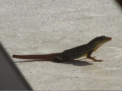 Honeymoon ResortsTheMill - Iguanas - Dec'10