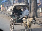 DelhiStreets563_Animals