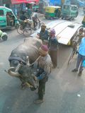 DelhiStreets605_Animals