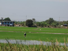 Ayutthaya140_RiceFields