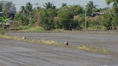 Ayutthaya145_RiceFields