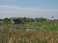 Ayutthaya157_RiceFields