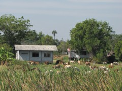 Ayutthaya165_RiceFields