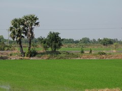 Ayutthaya169_RiceFields