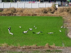 Ayutthaya174_RiceFields