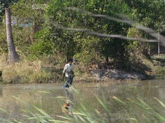 Ayutthaya176_RiceFields