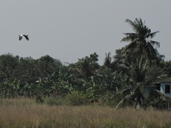 Ayutthaya178_RiceFields