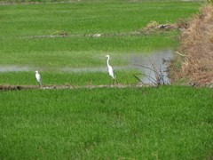 Ayutthaya186_RiceFields