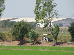 Ayutthaya195_RiceFields